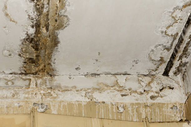 Springdale, OH Mold Prevention & Removal  Company