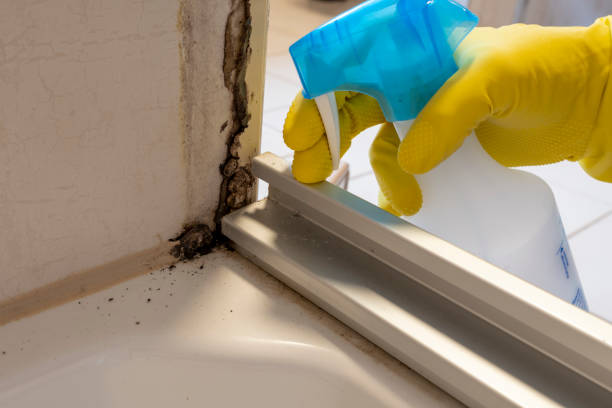 Why You Should Choose Our Mold Remediation Services in Springdale, OH